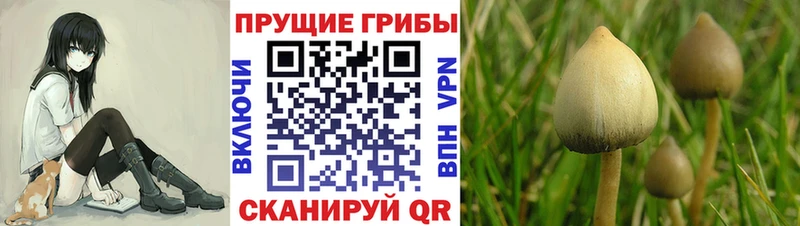 Купить закладки  Холм  Псилоцибиновые грибы мухоморы 